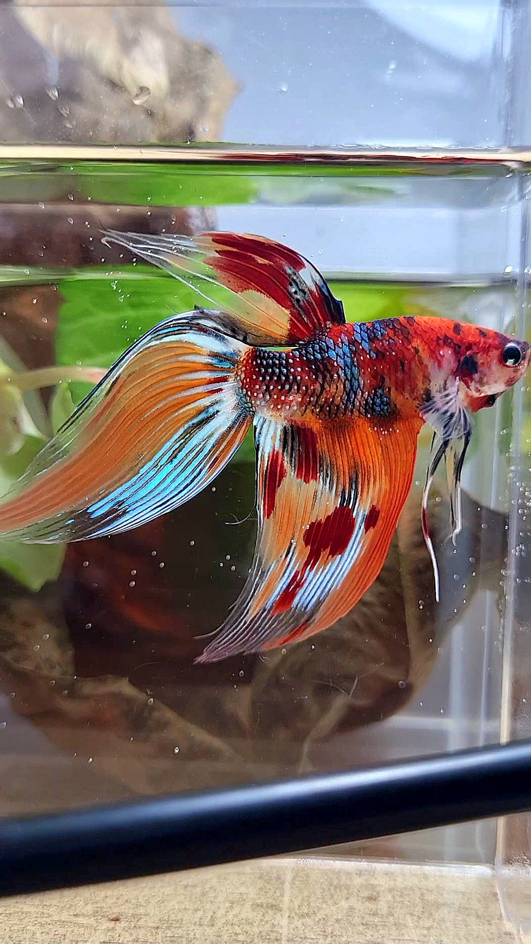 XL VEILTAIL ORANGE METTALIC LEOPARD MULTICOLOR BETTA FISH