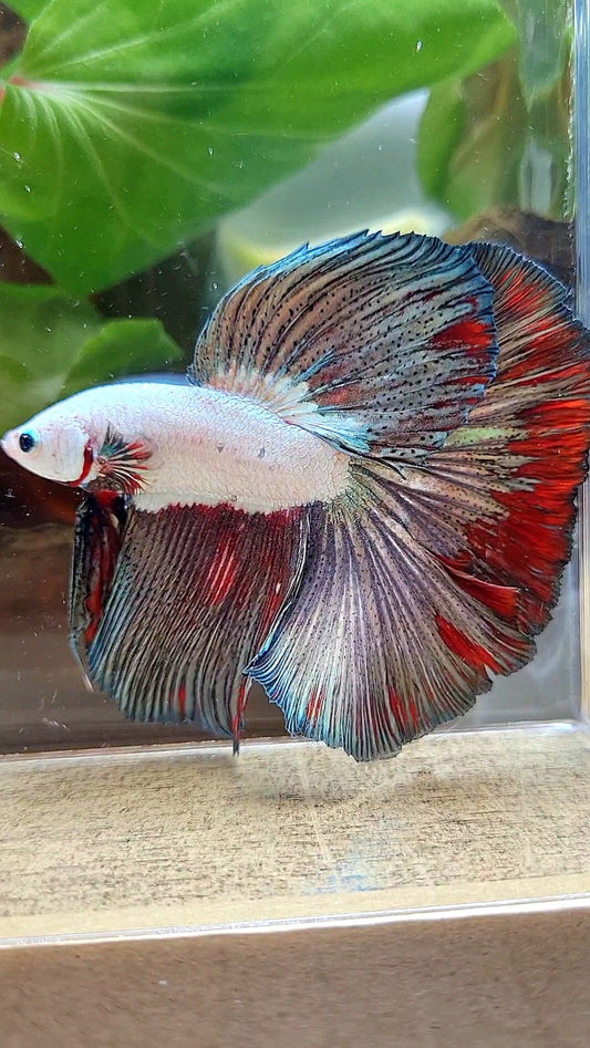 LUXURY HALFMOON ROSETAIL COPPER RED RIM FANCY BETTA FISH