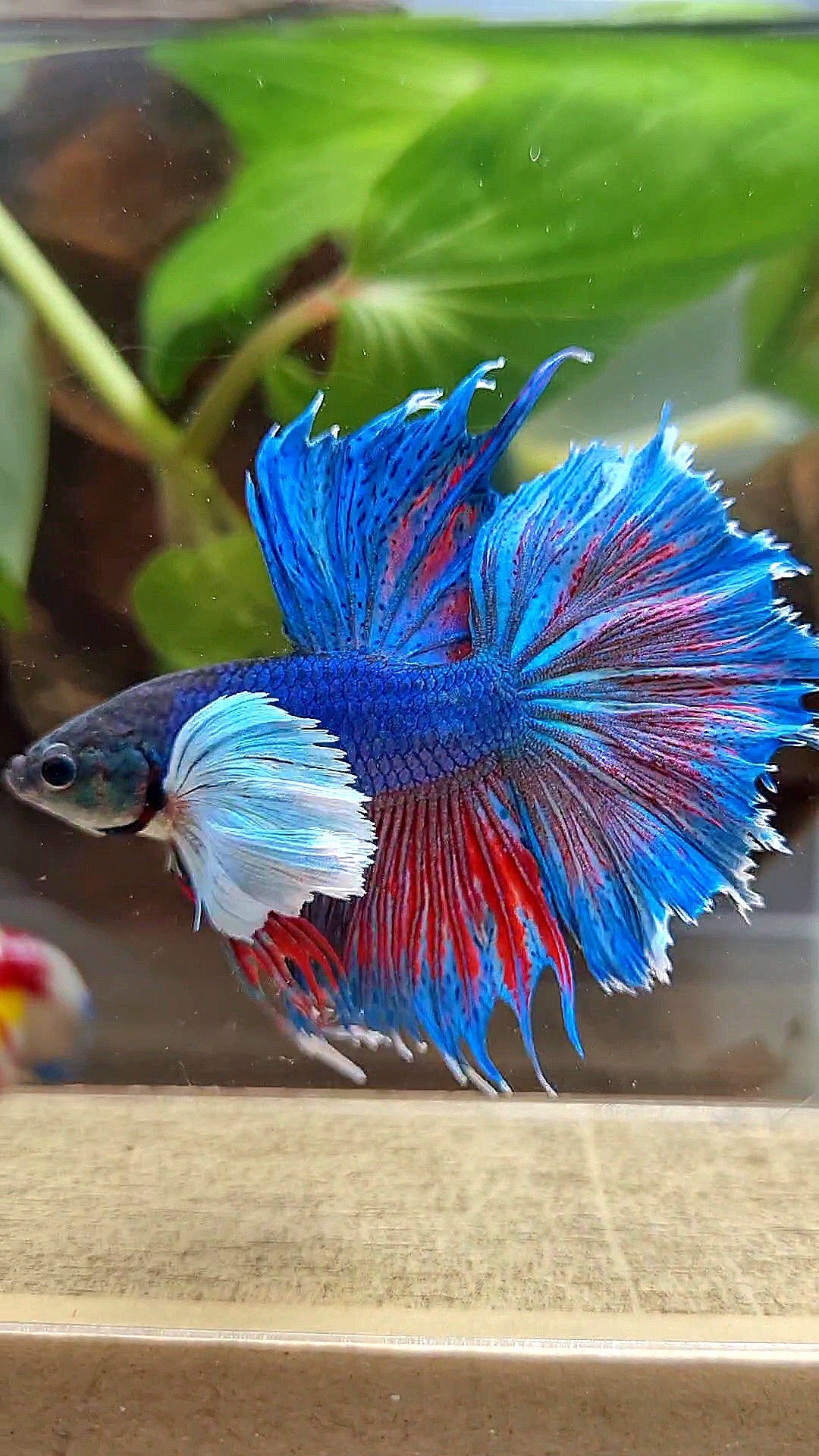 HALFMOON SUPER DUMBO COLORED EAR BLUE BETTA FISH