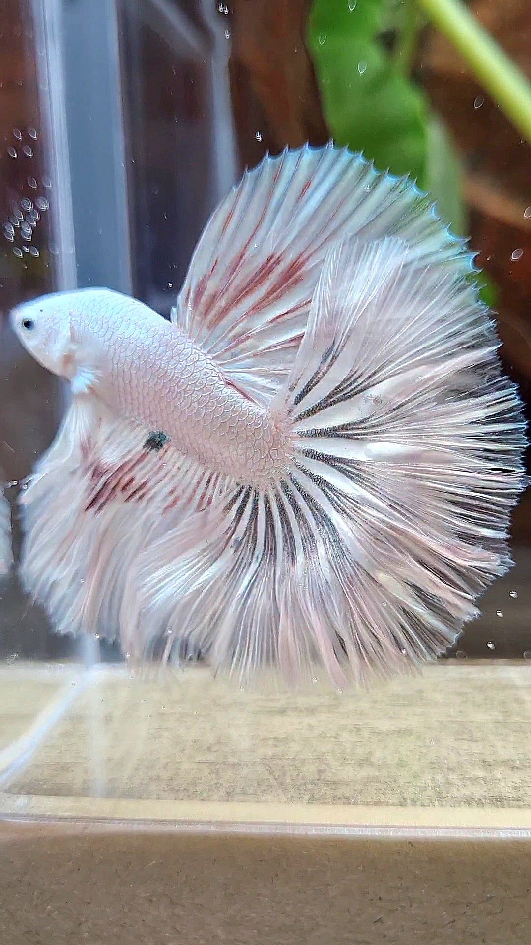 HALFMOON ROSETAIL WHITE FANCY DRAGON COPPER WASH BETTA FISH