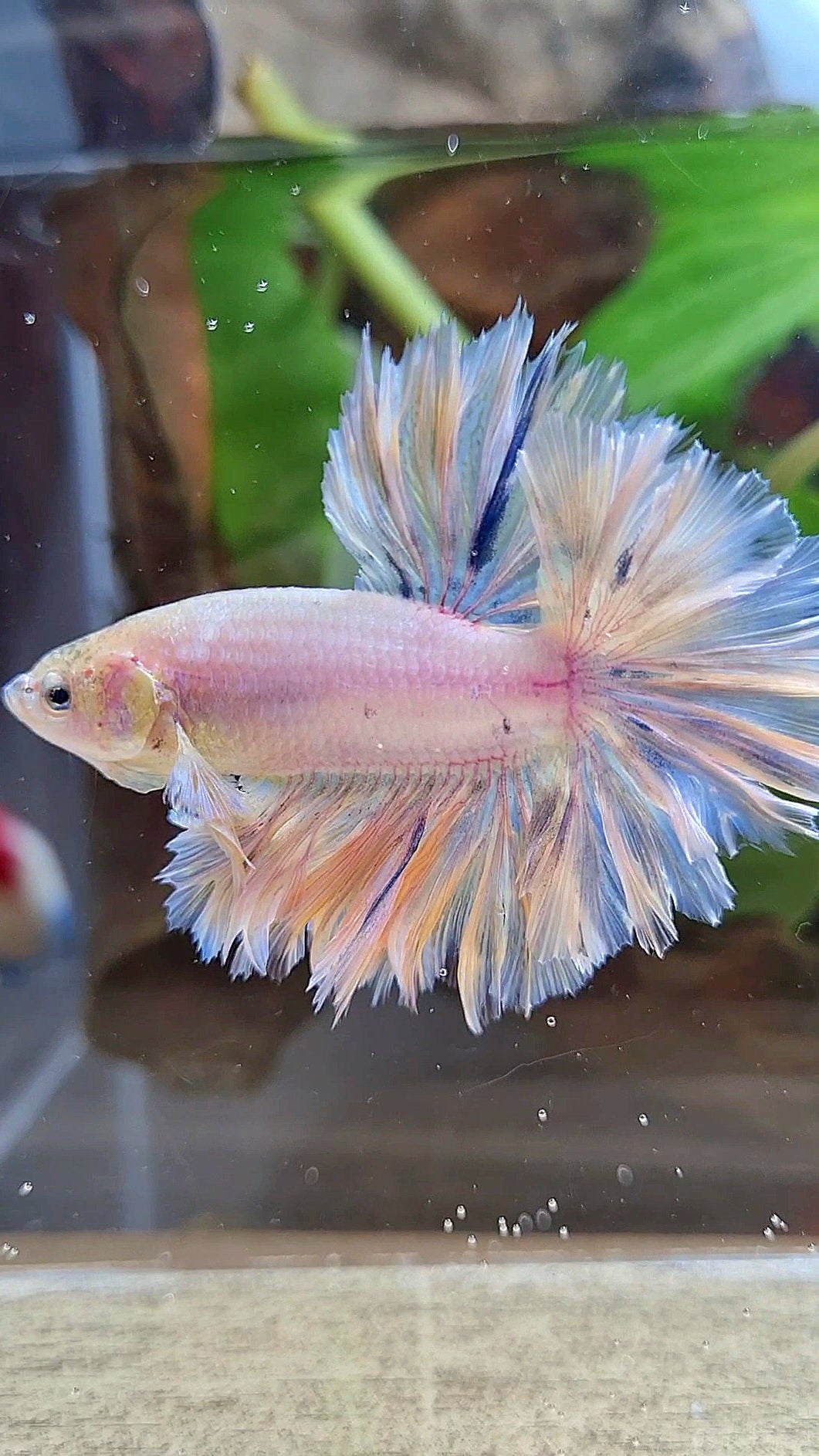 HALFMOON FEATHER TAIL WHITE PEACH UNICORN BETTA FISH