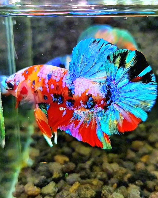 PLAKAT RAINBOW GALAXY MULTICOLOR BETTA FISH