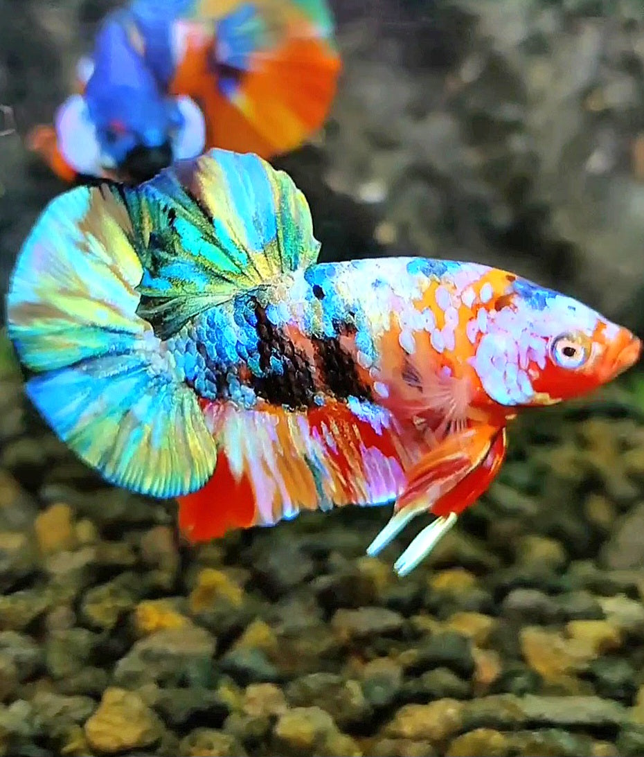 PLAKAT GALAXY MULTICOLOR BETTA FISH