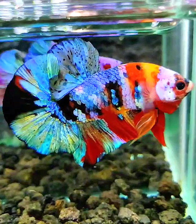 PLAKAT GALAXY MULTICOLOR BETTA FISH