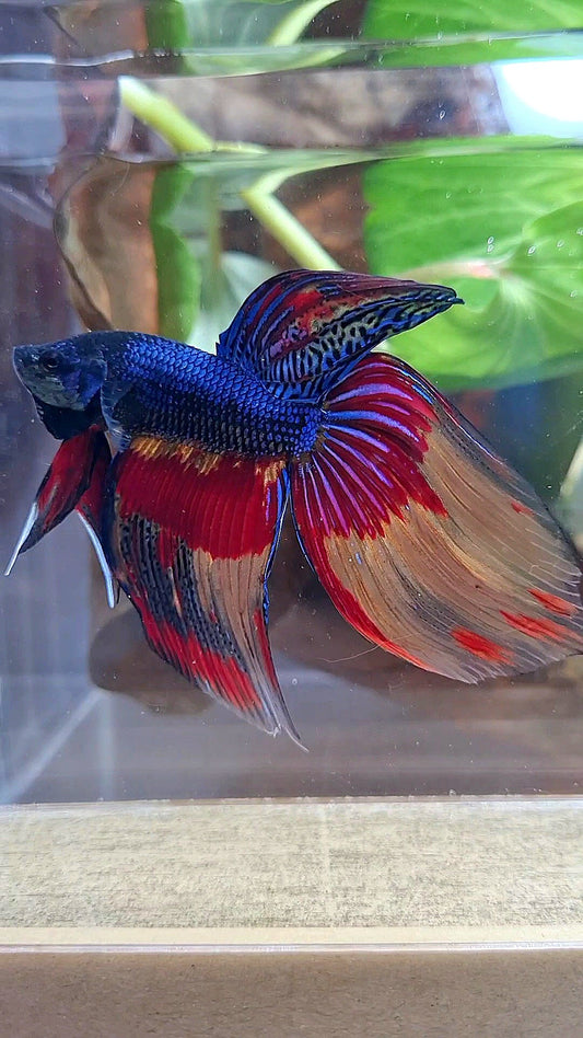 VEILTAIL OVER DARK BLUE PATTERN FIRE BETTA FISH