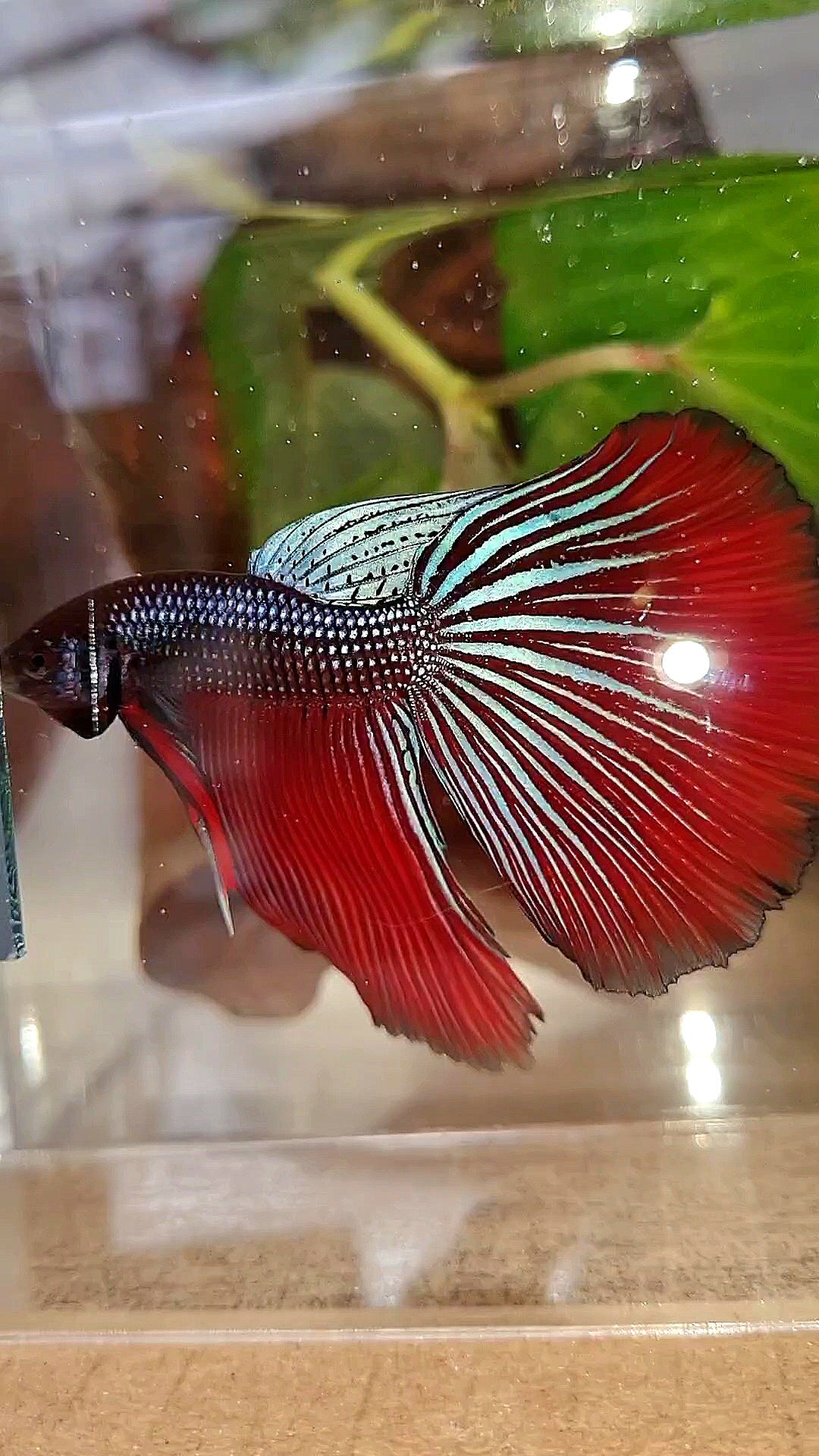 LUXURY XL HALFMOON OVERTAIL SPLENDENS HYBRID WILD BETTA FISH