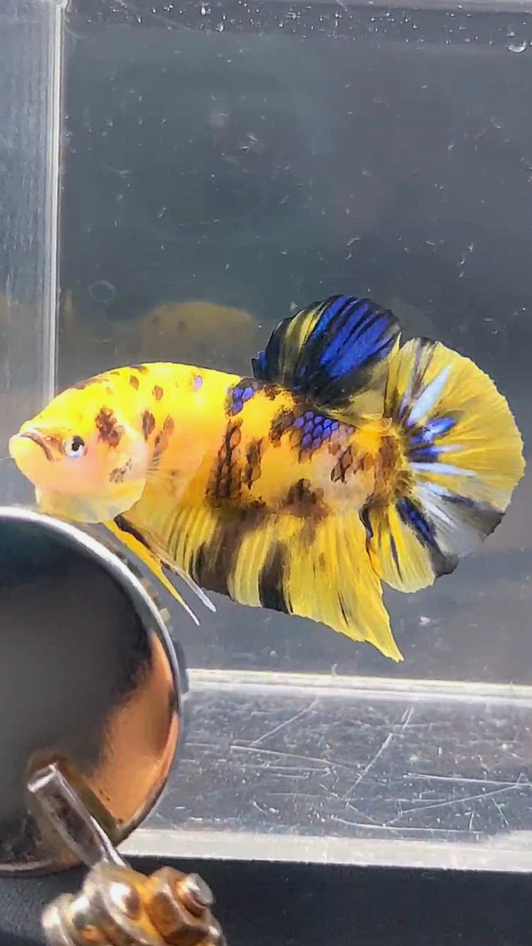 GIANT PLAKAT BO 4.5CM YELLOW KOI GALAXY MULTICOLOR BETTA FISH