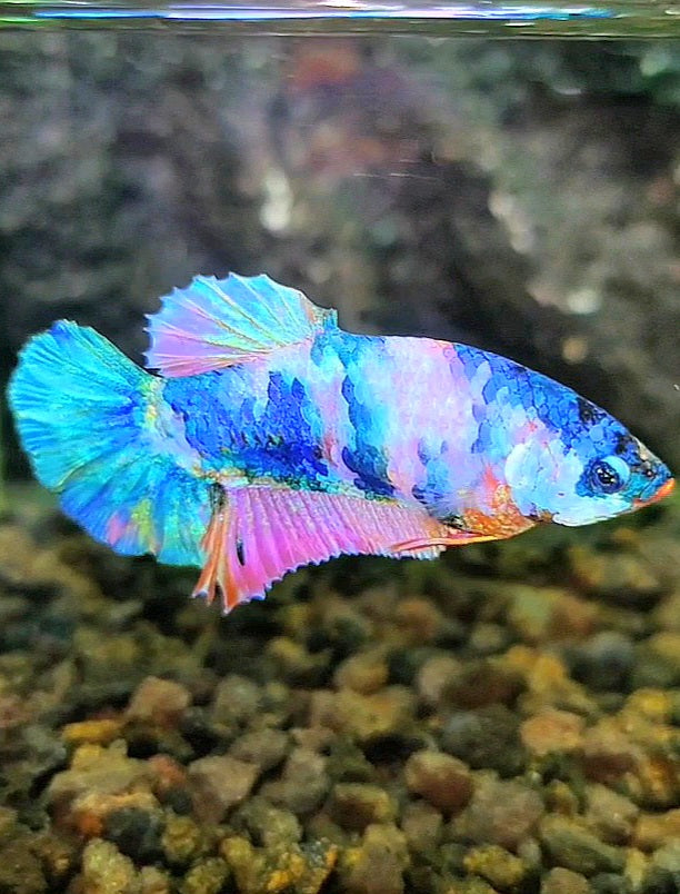 FEMALE PLAKAT BLUE PINK MULTICOLOR BETTA FISH