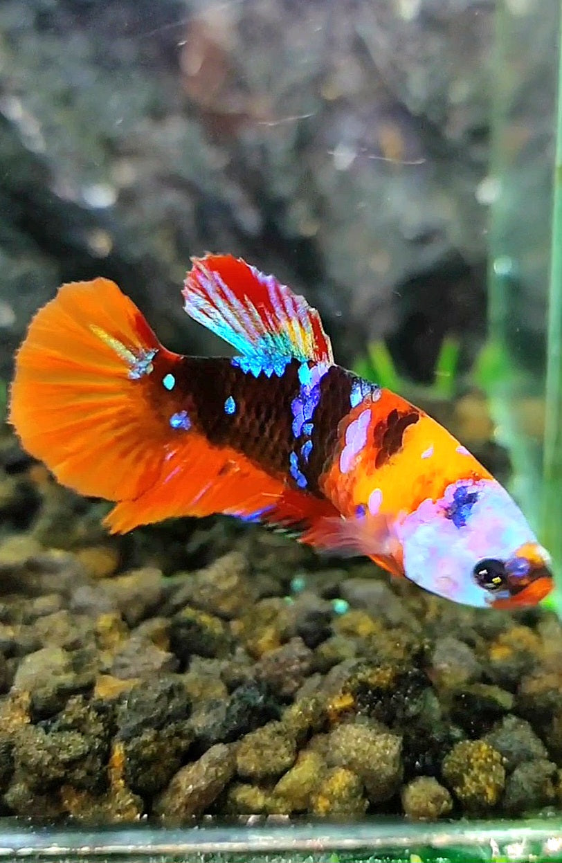 FEMALE PLAKAT GALAXY MULTICOLOR BETTA FISH