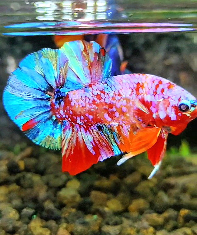 PLAKAT GALAXY PINK MULTICOLOR BETTA FISH