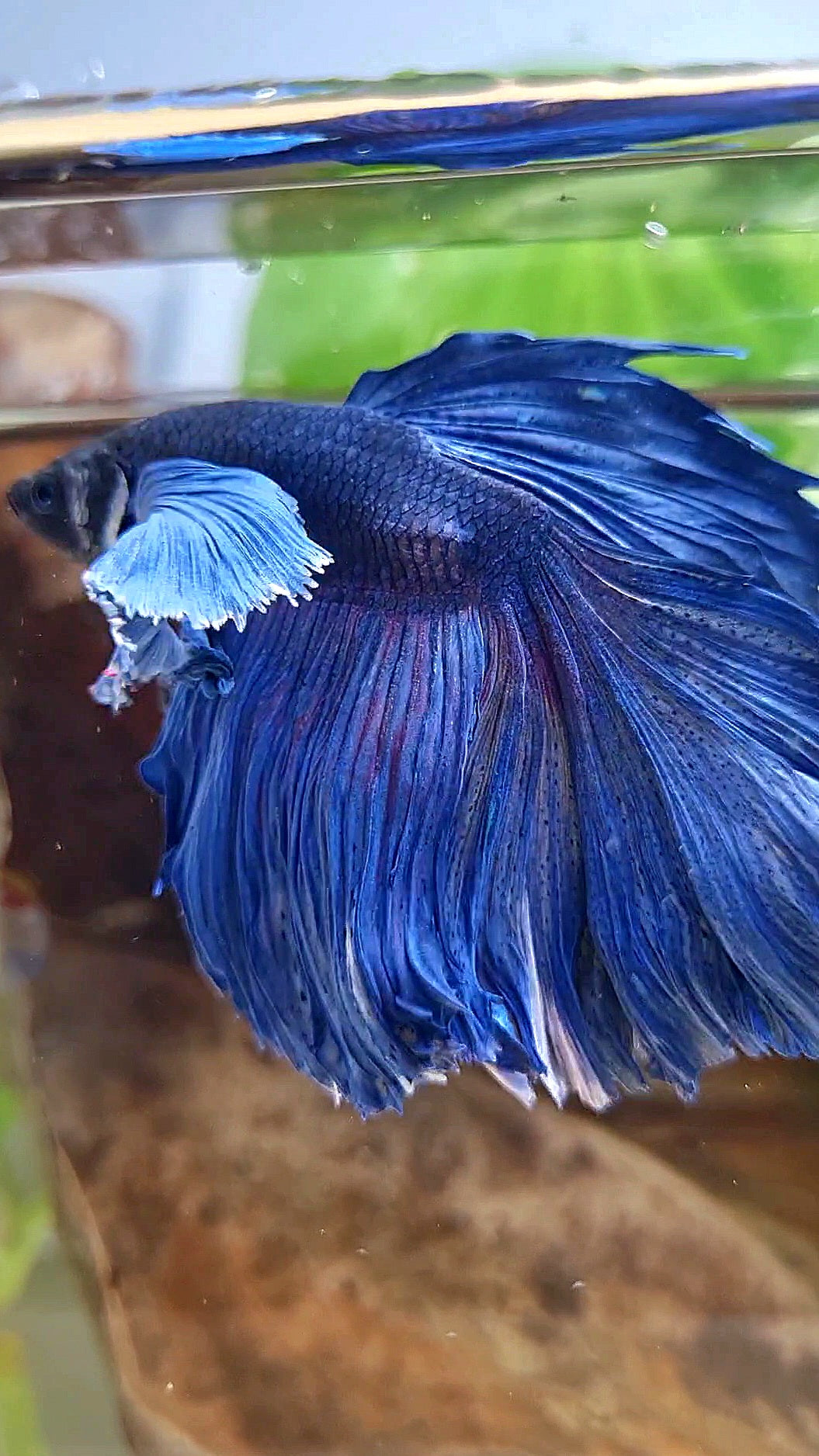 HALFMOON DUMBO COLORED EAR ROSETAIL SUPER BLUE BETTA FISH