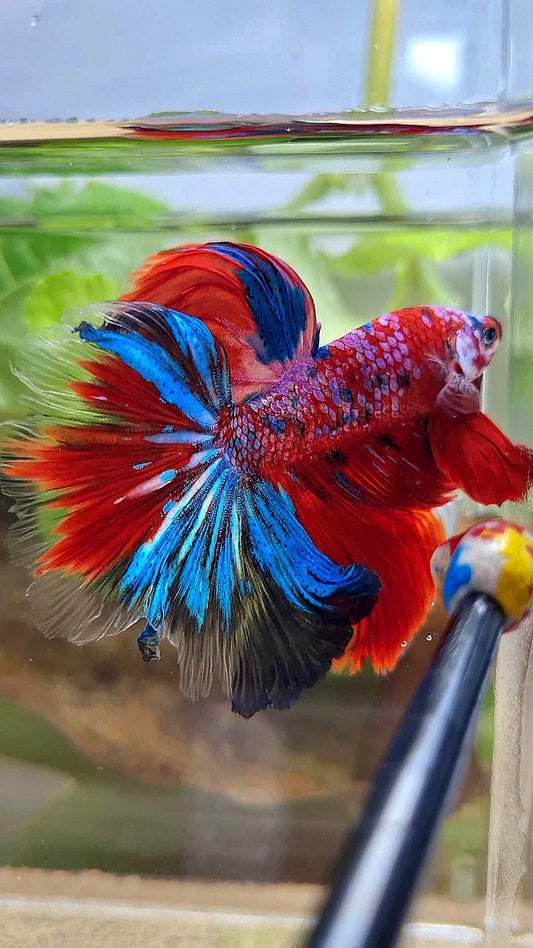 HALFMOON ROSETAIL CRESCENT TAIL RED GALAXY MULTICOLOR BETTA FISH