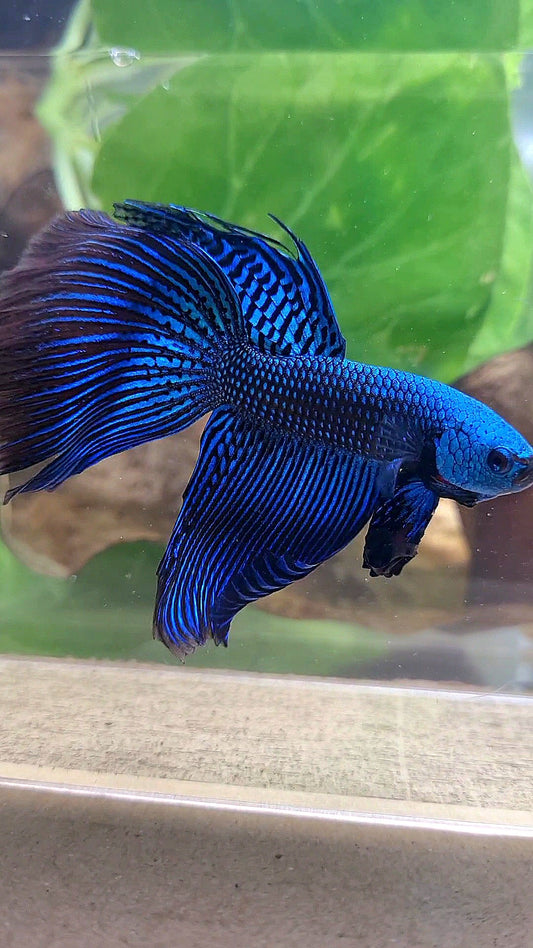 VEILTAIL DELTA ALIEN BLUE HYBRID WILD BETTA FISH