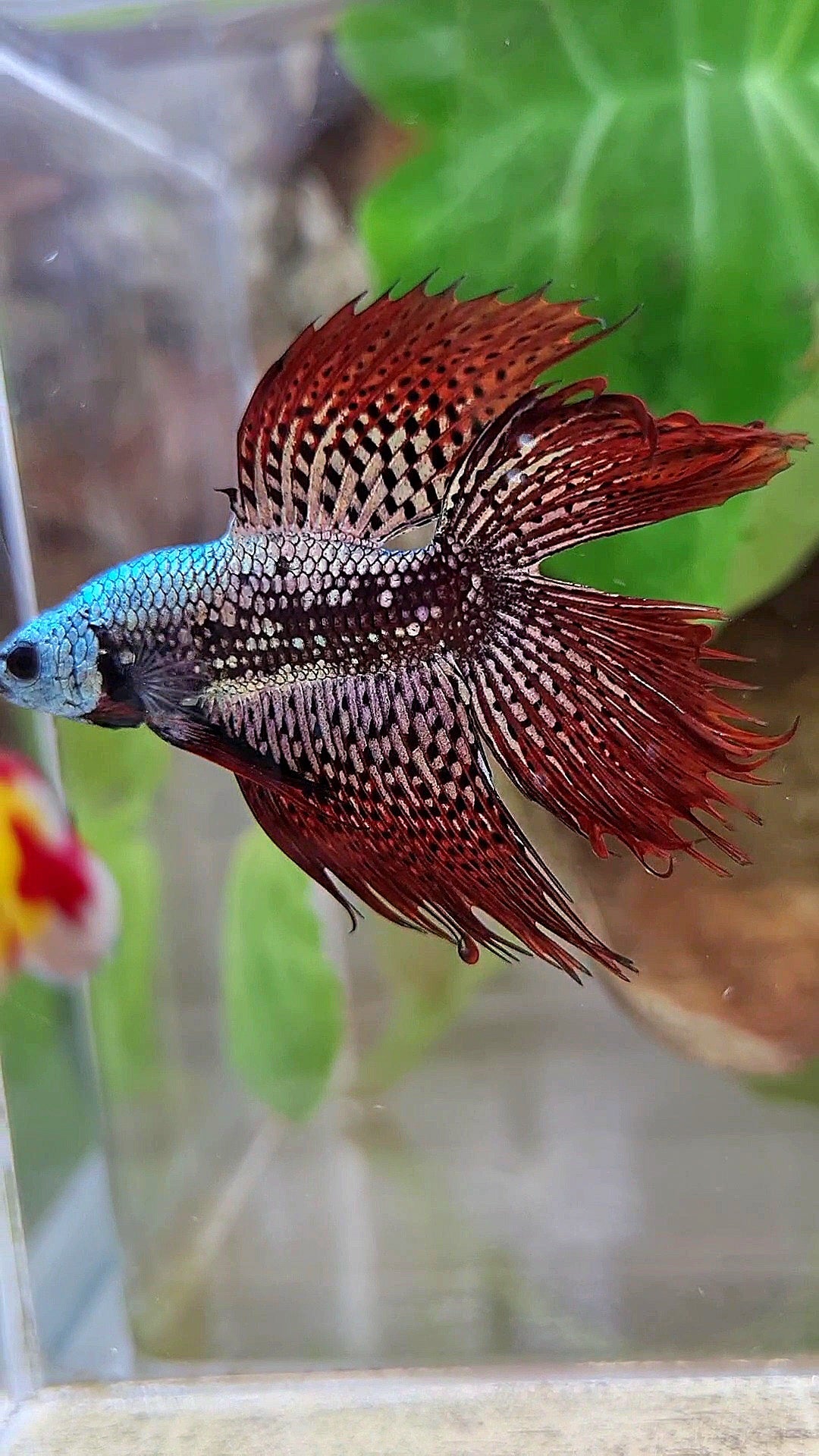 6 FISH LUXURY HALFMOON CROWNTAIL DOUBLE TAIL ALIEN COPPER SAMURAI HYBRID WILD BETTA FISH & 2 HALFMOON ROSETAIL ALIEN BLUE HYBRID WILD BETTA & FEMALE HALFMOON BLUE ALIEN HYBRID WILD BETTA & 2 FEMALE HALFMOON BLACK GALAXY AVATAR BLUE