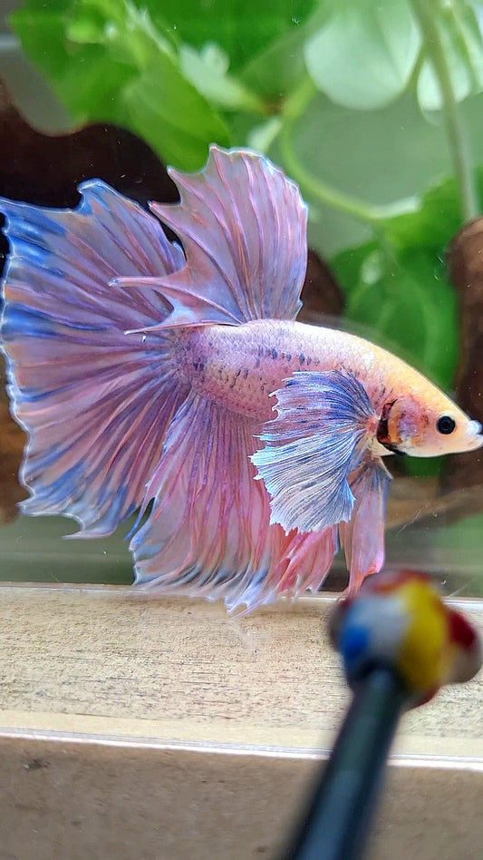 HALFMOON SUPER DUMBO EAR ORANGE MASCOT BETTA FISH