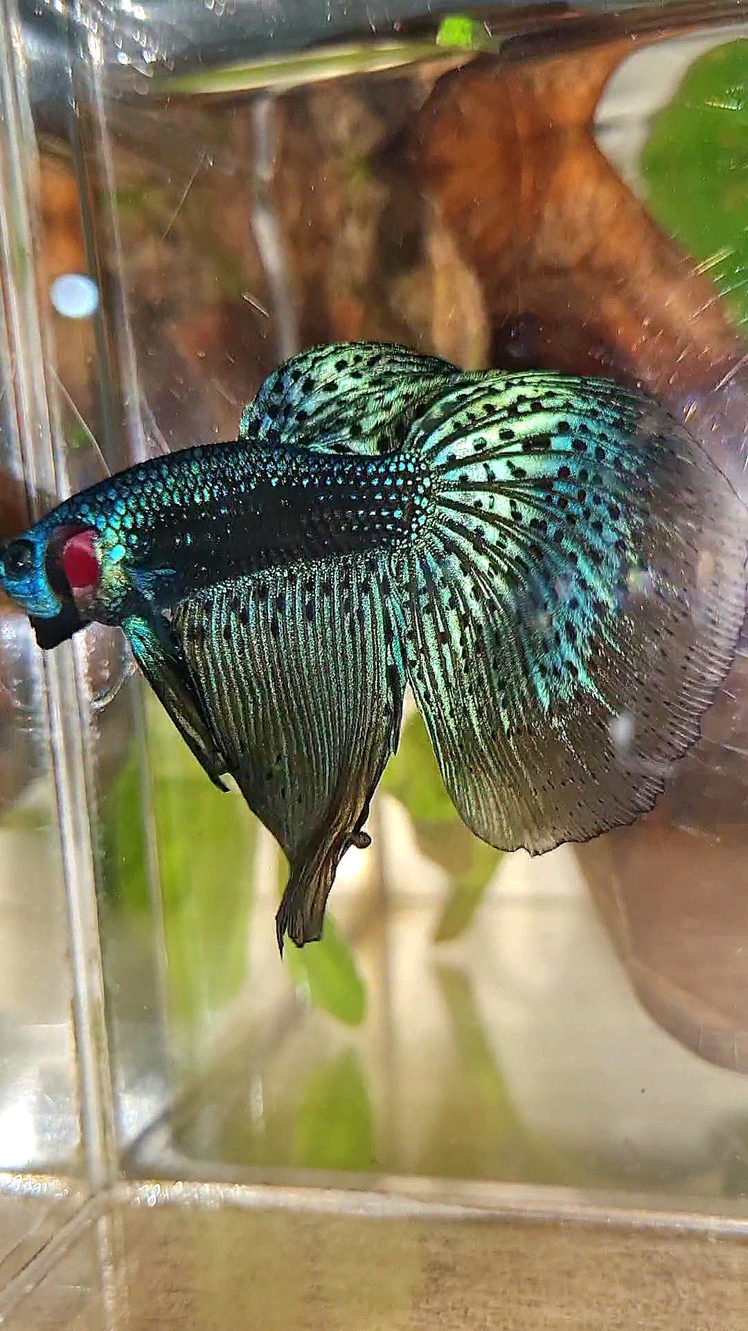 HALFMOON DELTA ALIEN BLUE GREEN HYBRID WILD BETTA FISH
