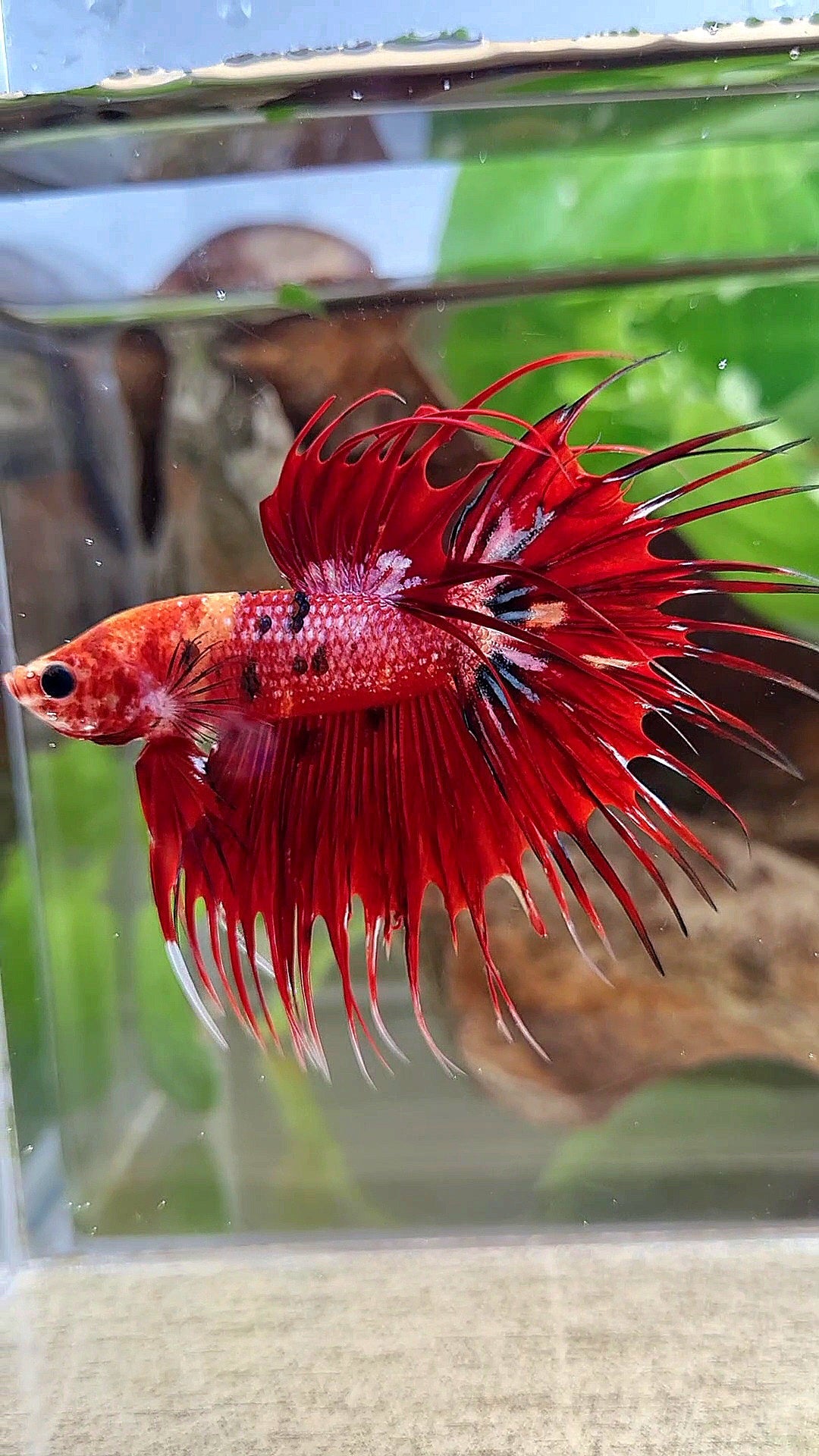 CROWNTAIL RED METALLIC MULTICOLOR BETTA FISH