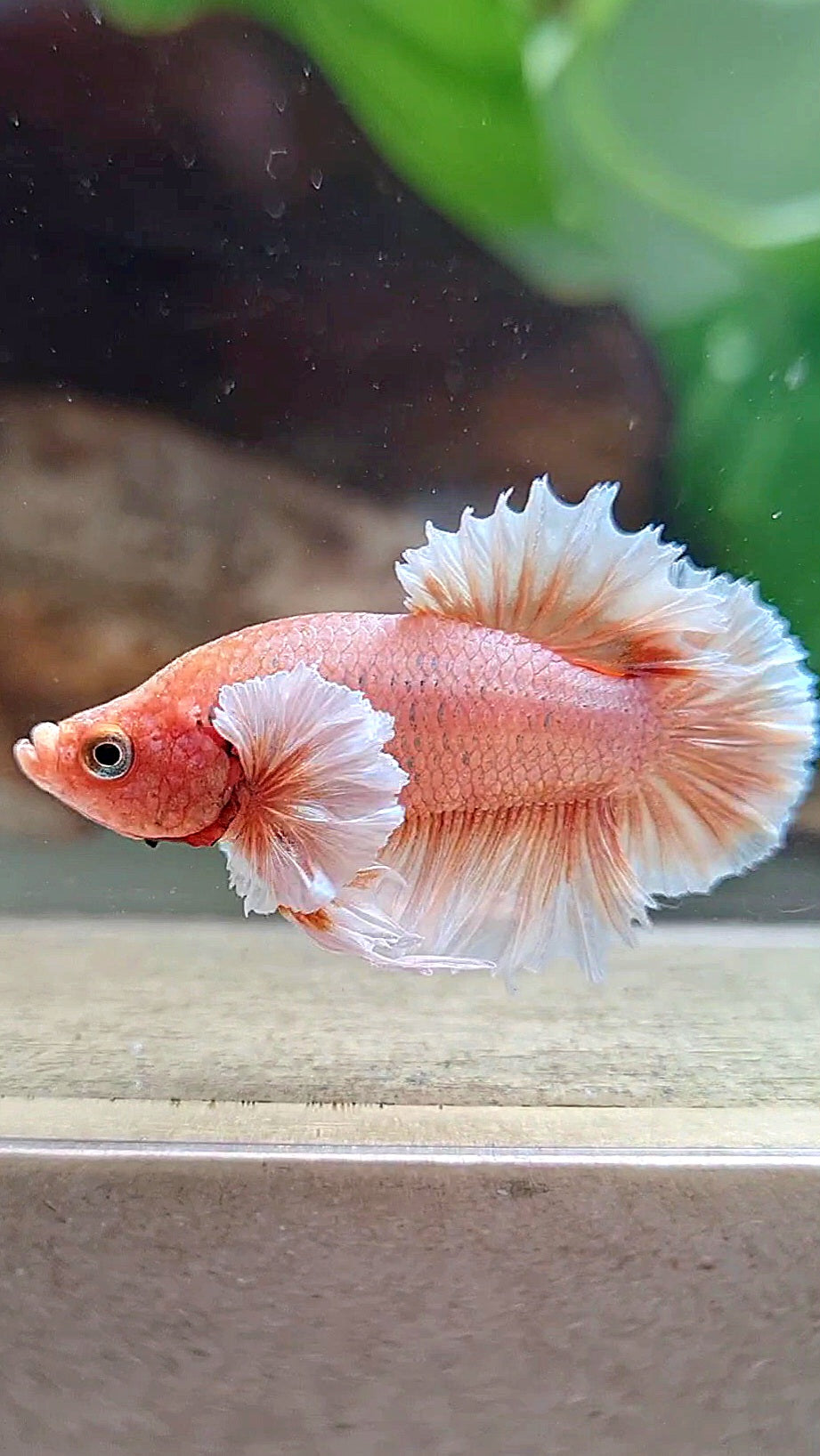 CROWNTAIL PLAKAT DUMBO EAR ORANGE PEACH BETTA FISH