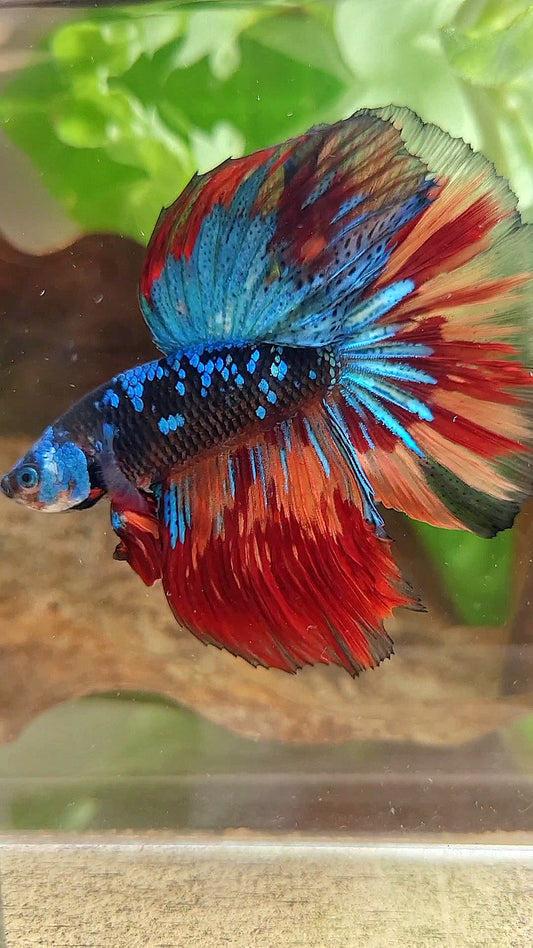 HALFMOON ROSETAIL BLACK GALAXY AVATAR BLUE NEMO VARIATION BETTA FISH
