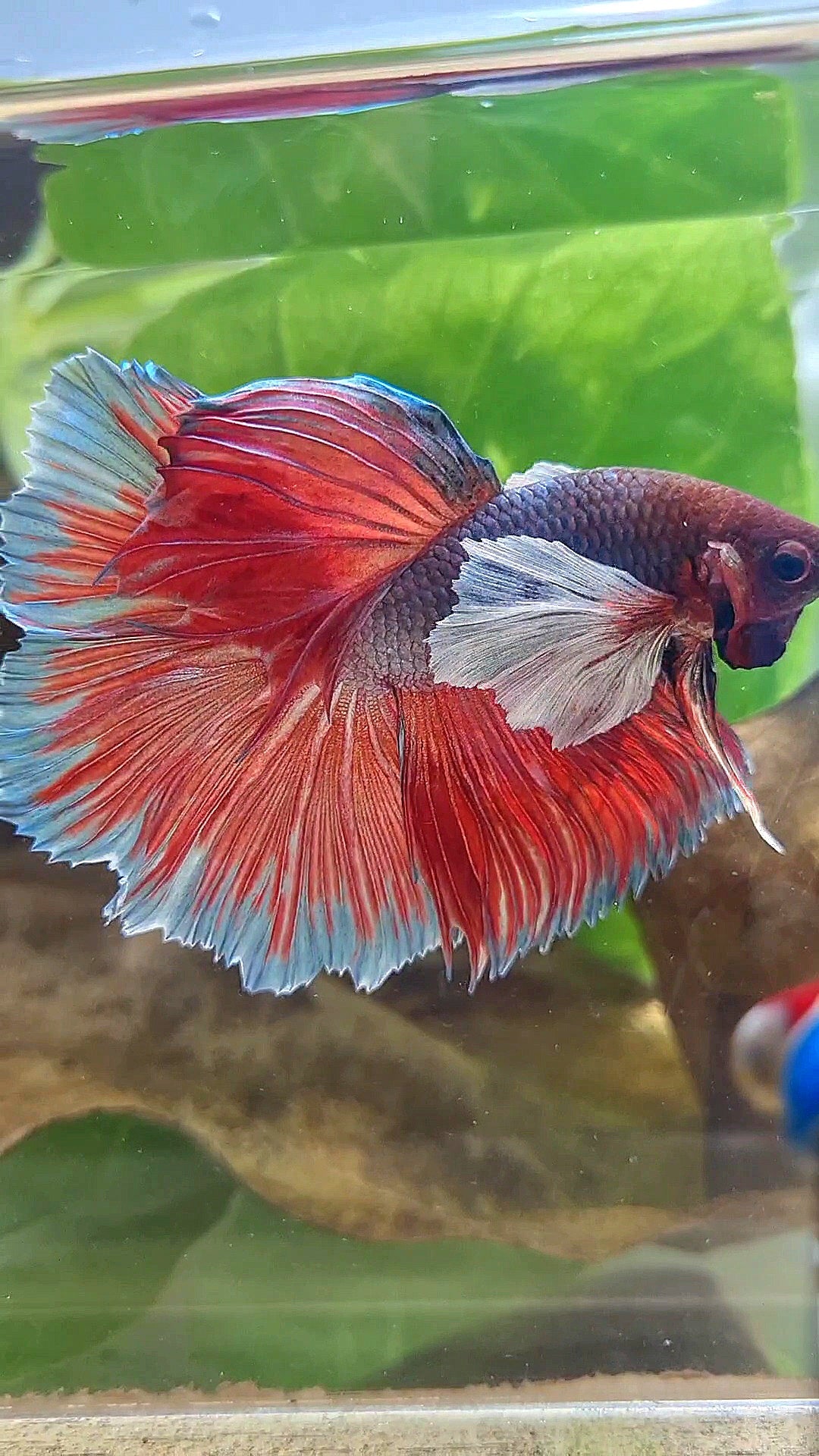 HALFMOON SUPER DUMBO EAR DARK VIOLET BETTA FISH