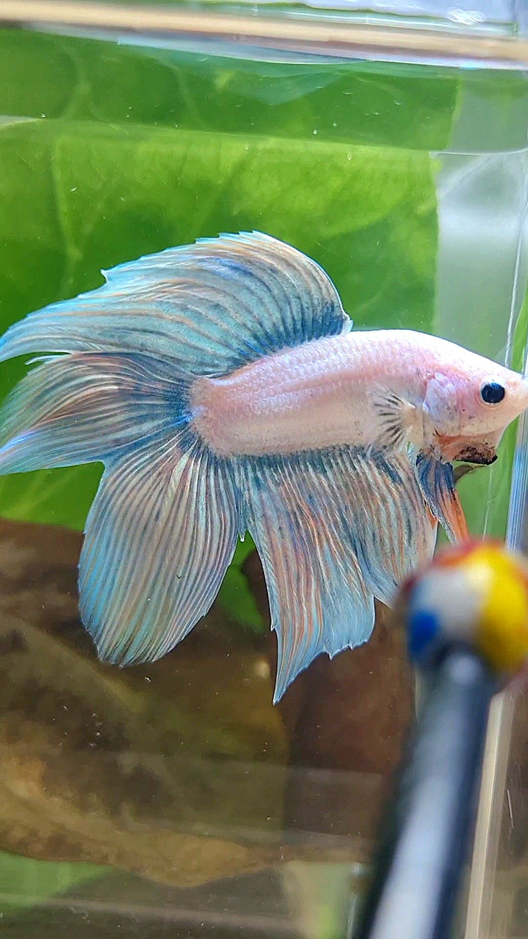 VEILTAIL DOUBLE TAIL BLUE SKY GRIZZLE UNICORN BETTA FISH