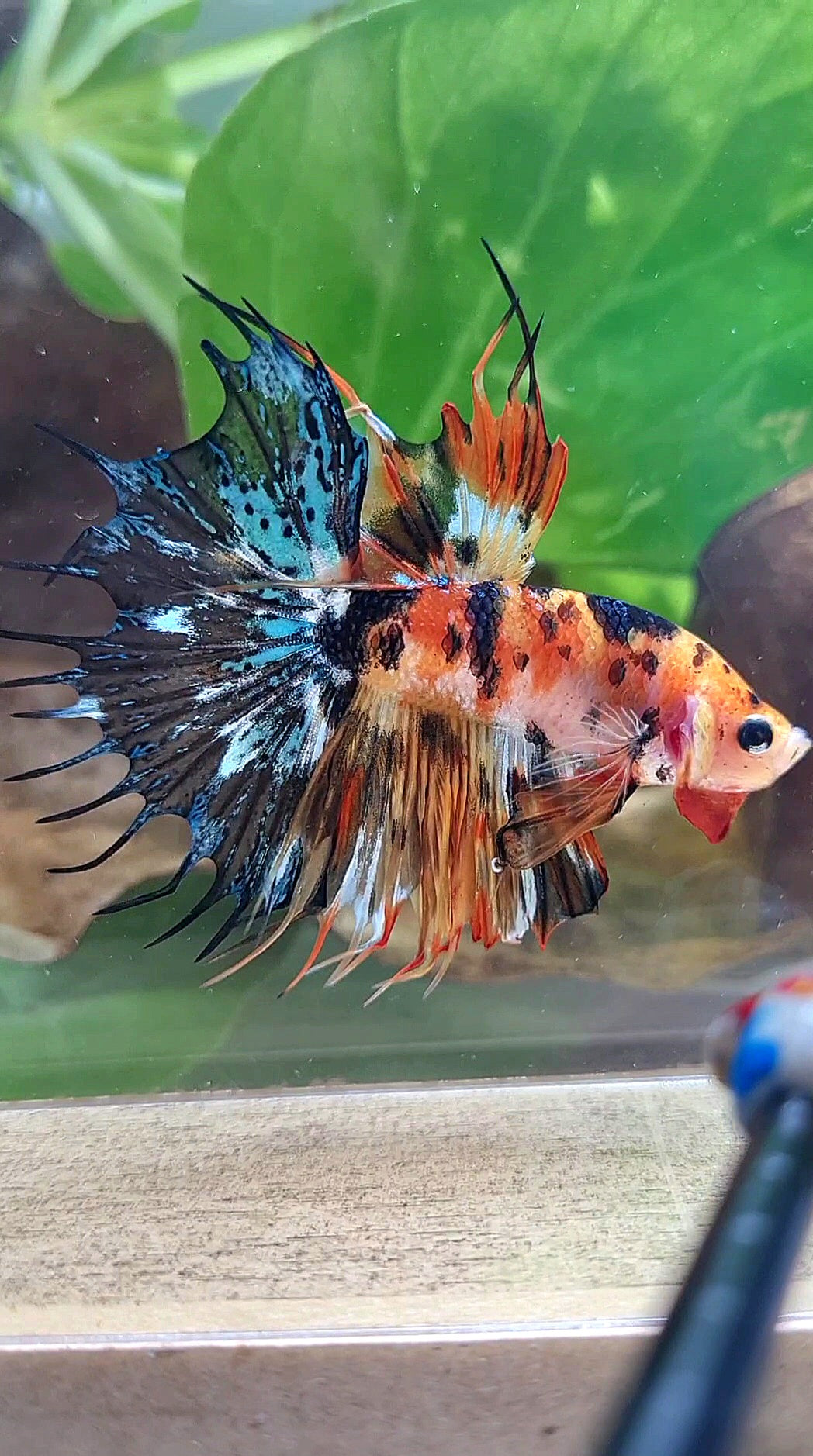CROWNTAIL SUPER MULTICOLOR ORANGE YELLOW DOTS BETTA FISH