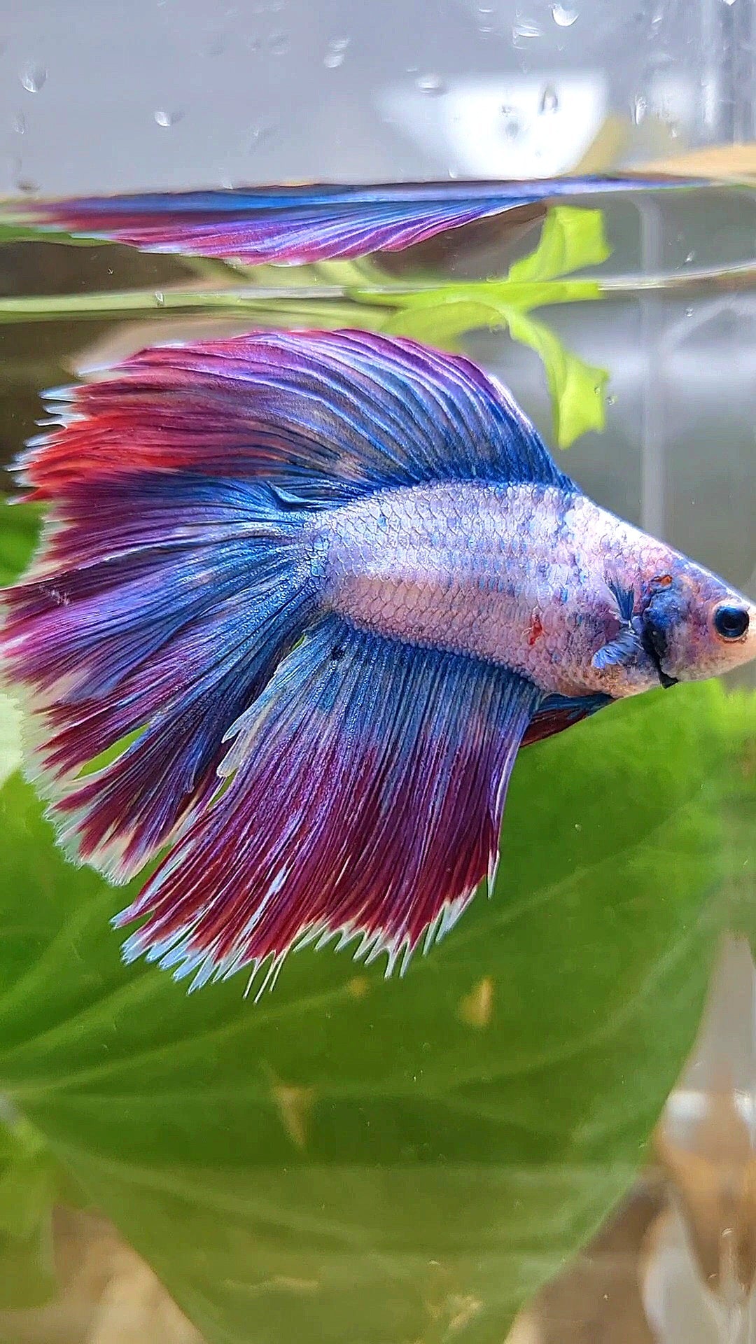 HALFMOON DOUBLE TAIL WAROCHAI PURPLE MASCOT BETTA FISH