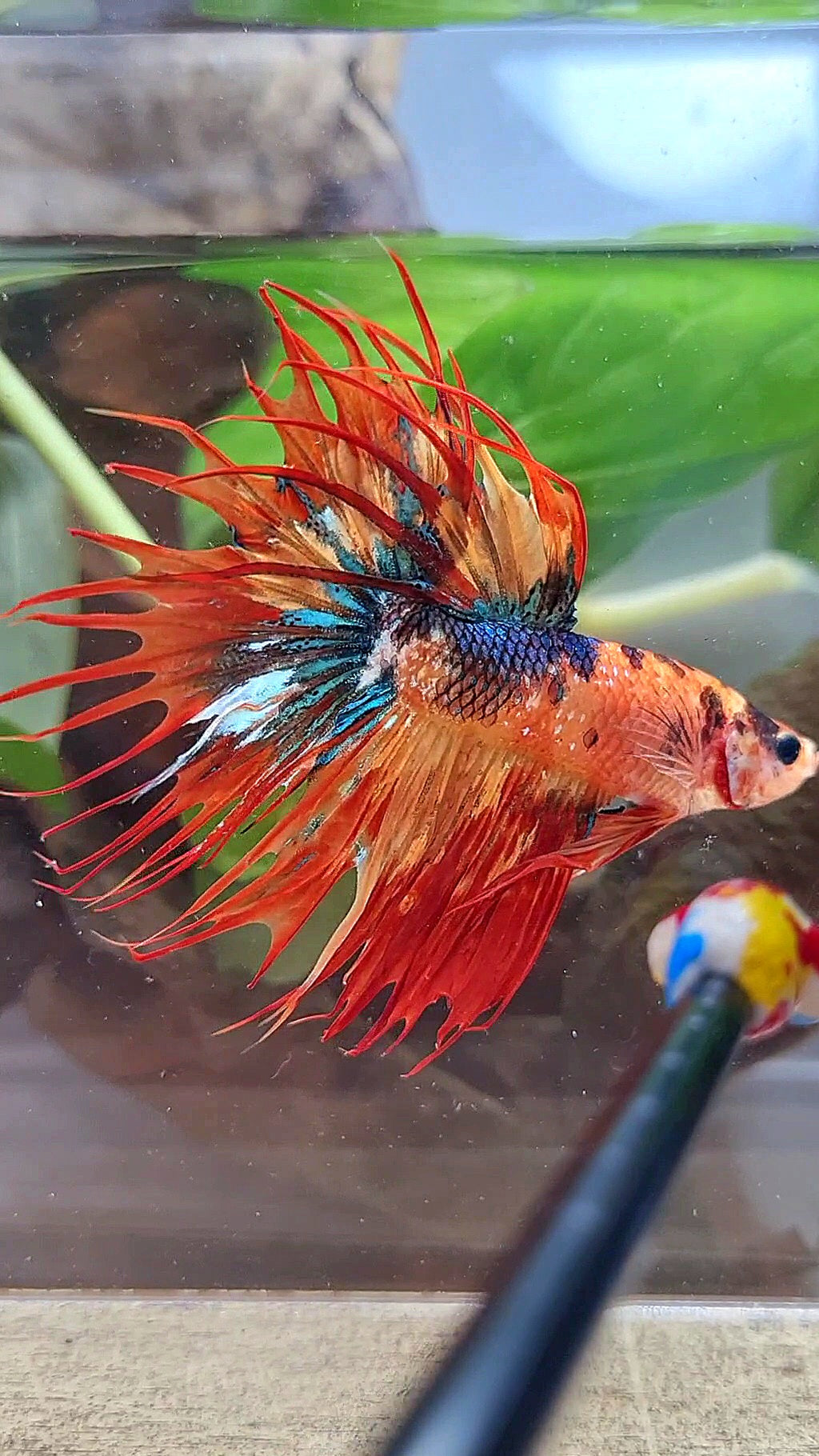 CROWNTAIL SUPER MULTICOLOR FIRE BETTA FISH