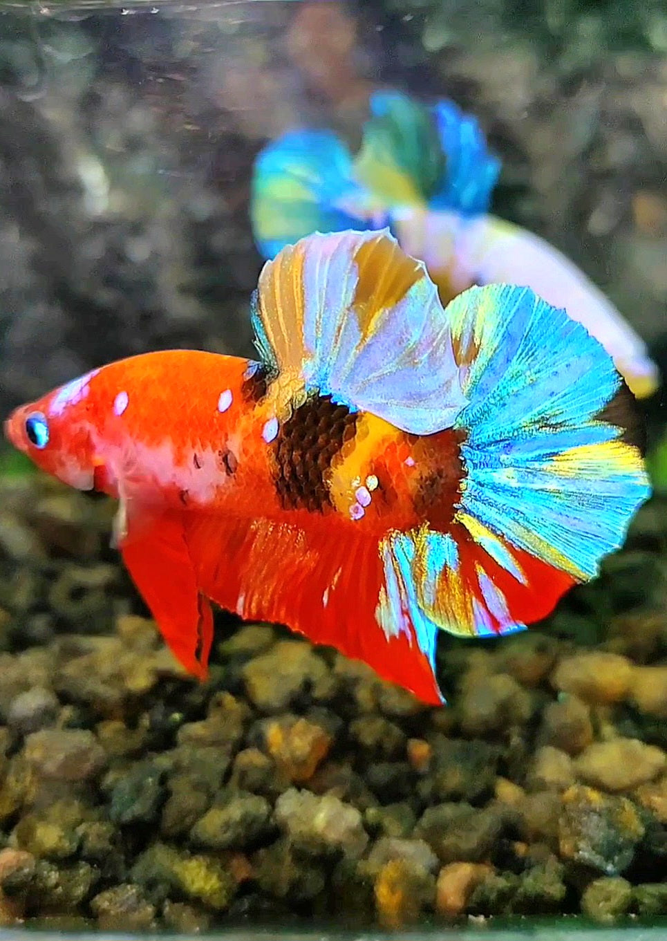 PLAKAT GALAXY MULTICOLOR BETTA FISH