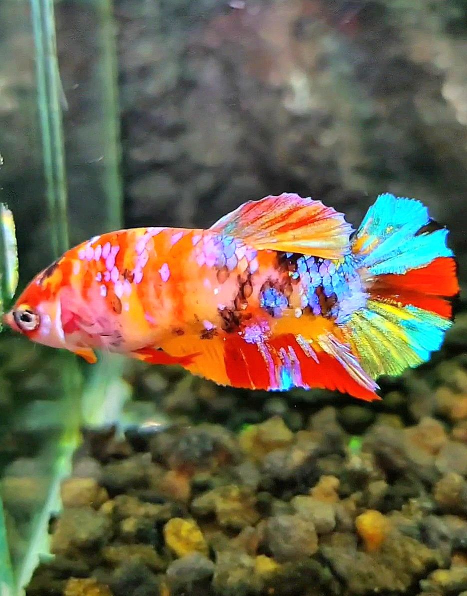 FEMALE PLAKAT RAINBOW GALAXY MULTICOLOR BETTA FISH