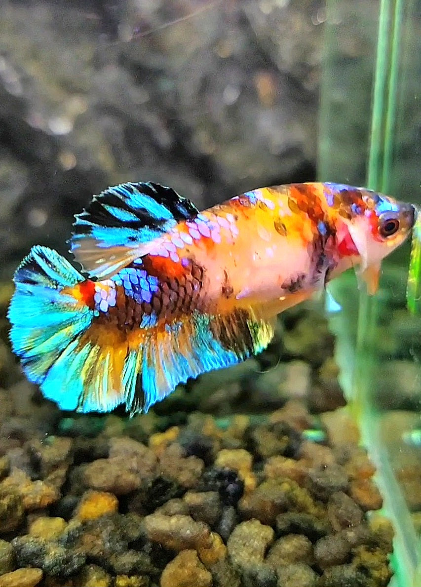 FEMALE PLAKAT UNIQUE GALAXY MULTICOLOR BETTA FISH