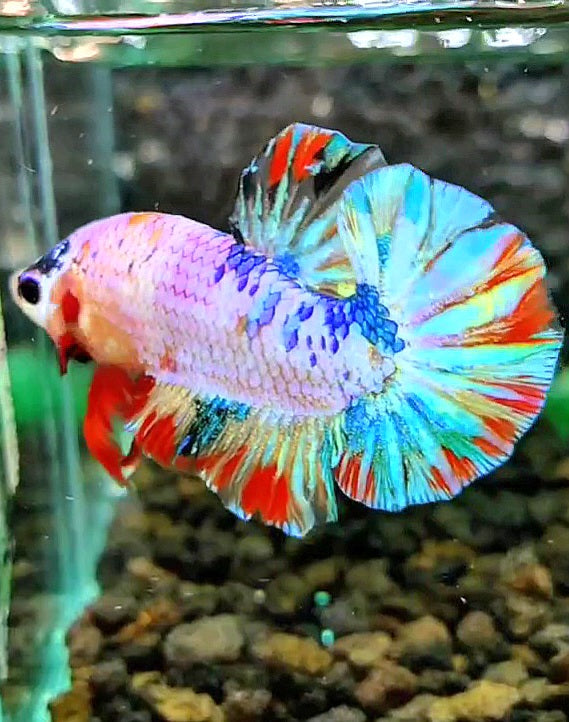 PLAKAT CANDY SUPER MULTICOLOR BETTA FISH