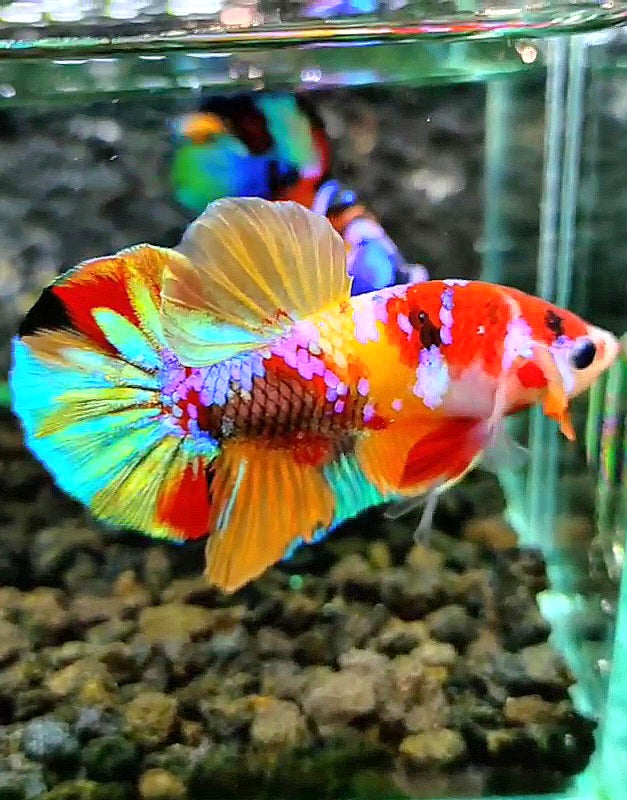 PLAKAT RAINBOW GALAXY MULTICOLOR BETTA FISH
