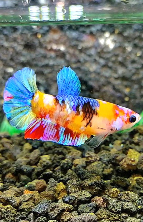 FEMALE PLAKAT GALAXY MULTICOLOR BETTA FISH