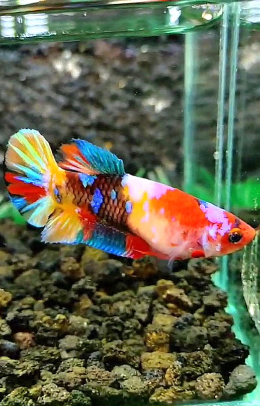 FEMALE PLAKAT RAINBOW GALAXY MULTICOLOR BETTA FISH