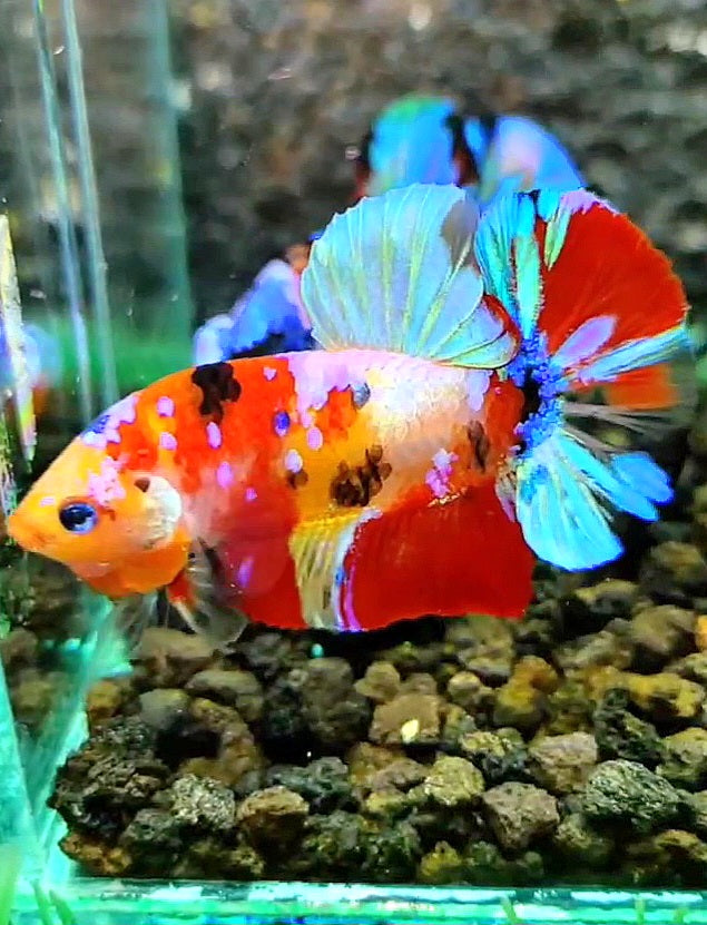 PLAKAT GALAXY MULTICOLOR BETTA FISH