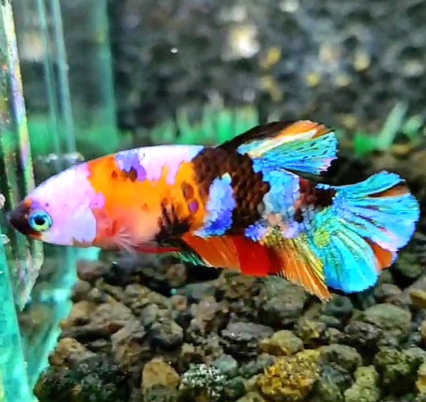 FEMALE PLAKAT GALAXY MULTICOLOR BETTA FISH