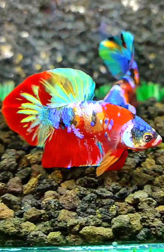 PLAKAT RED SUPER GALAXY MULTICOLOR BETTA FISH