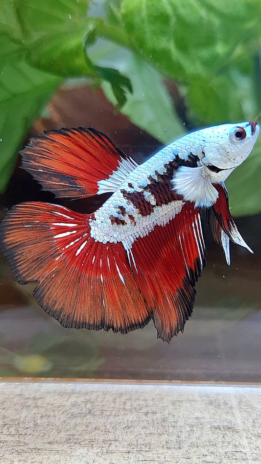 HALFMOON RED MAMBA SNOW SAMURAI MASKING BETTA FISH