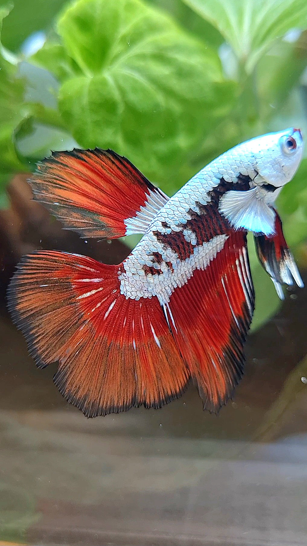 HALFMOON RED MAMBA SNOW SAMURAI MASKING BETTA FISH