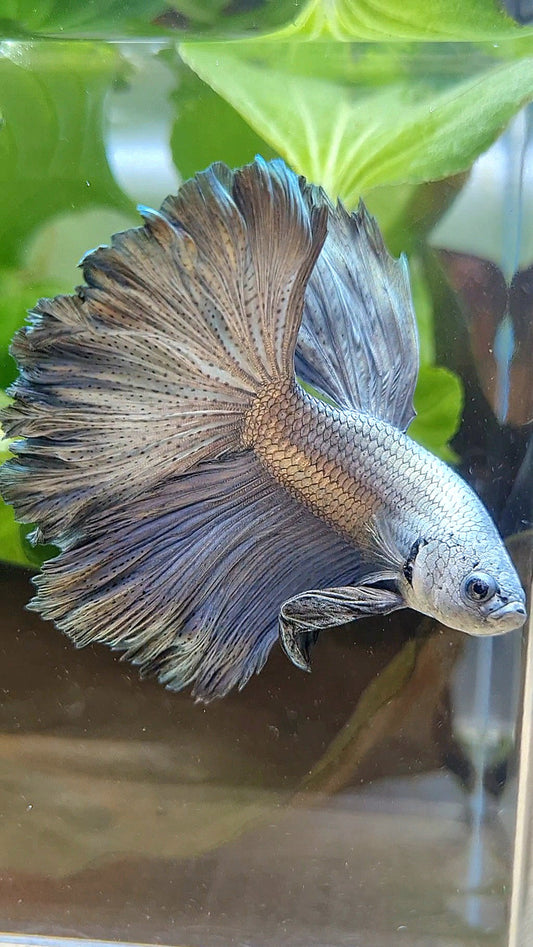 HALFMOON ROSETAIL SUPER COPPER METAL BETTA FISH