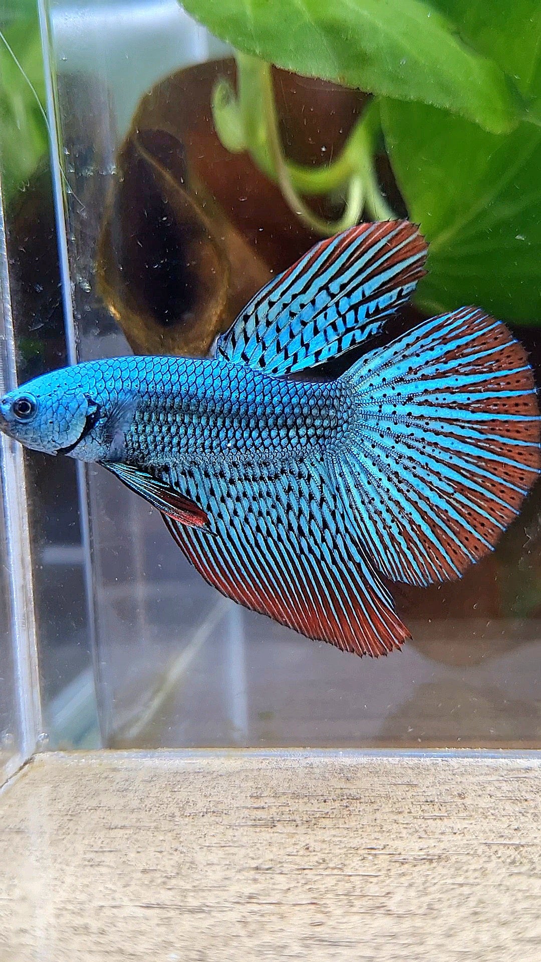 LUXURY HALFMOON ALIEN GREEN SUPER HYBRID WILD BETTA FISH