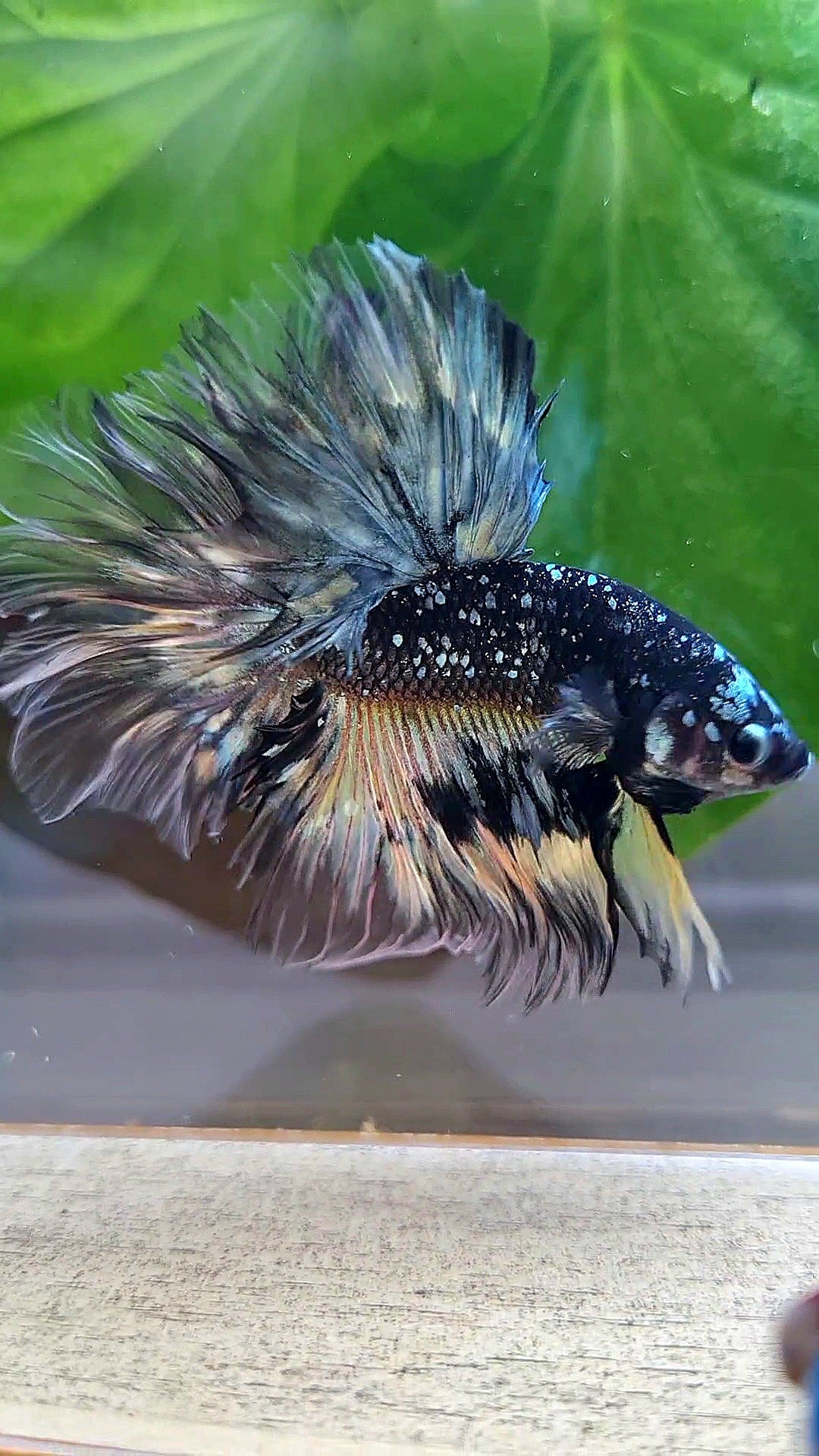 LUXURY HALFMOON ROSETAIL BLACK GALAXY COPPER AVATAR YELLOW BETTA FISH