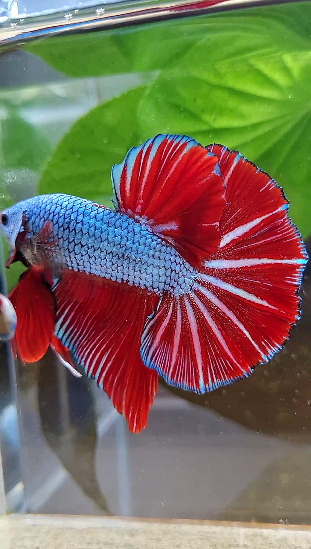 LUXURY GIANT HMPK BO 4,7CM+ BLUE DRAGON RED STARTAIL BETTA FISH