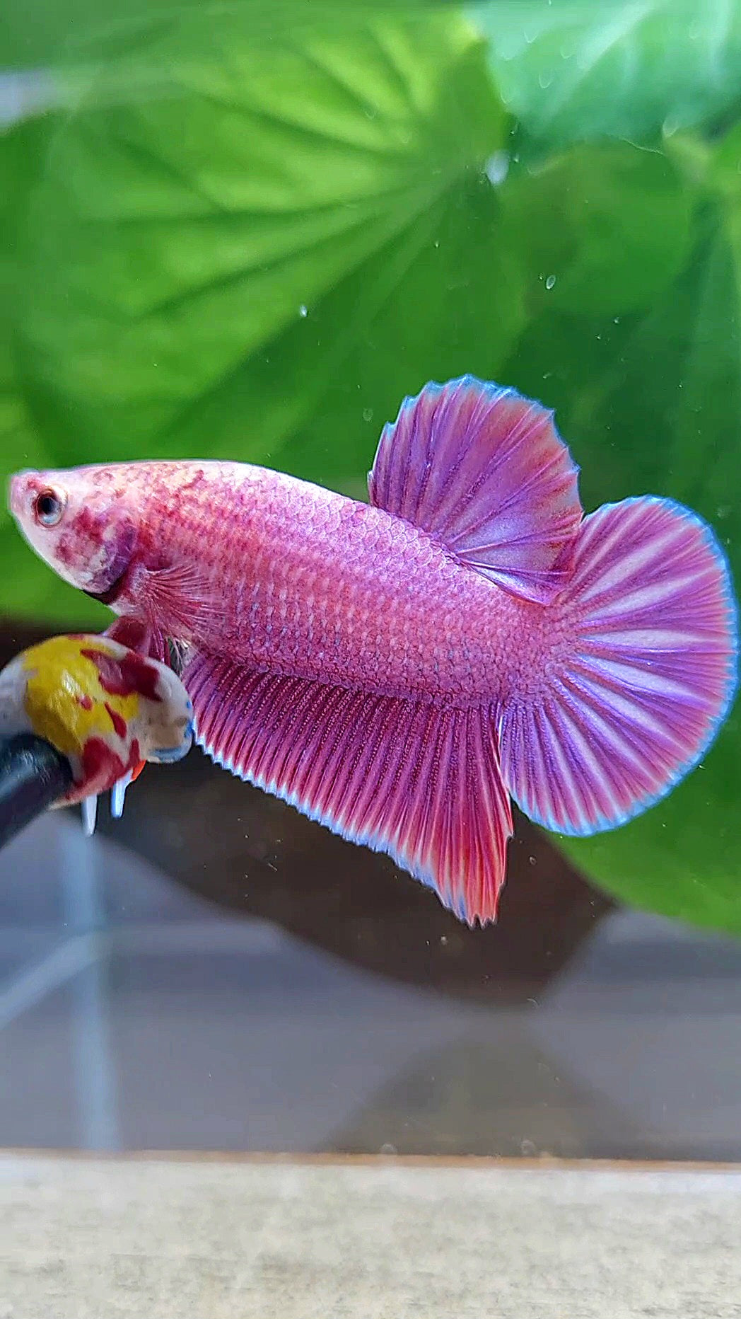 LUXURY PLAKAT PINK AURORA UNICORN BETTA FISH