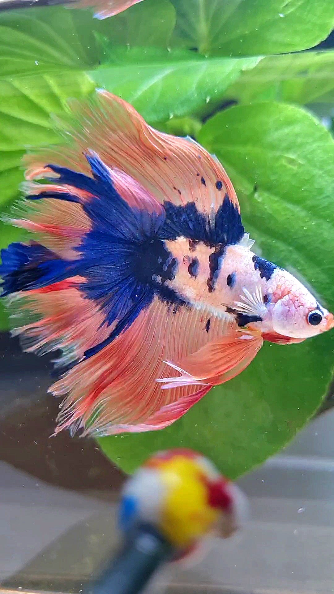 HALFMOON DOUBLE TAIL PINK FLAMINGGO BLUE DOTS MARBLE BETTA FISH minus wart