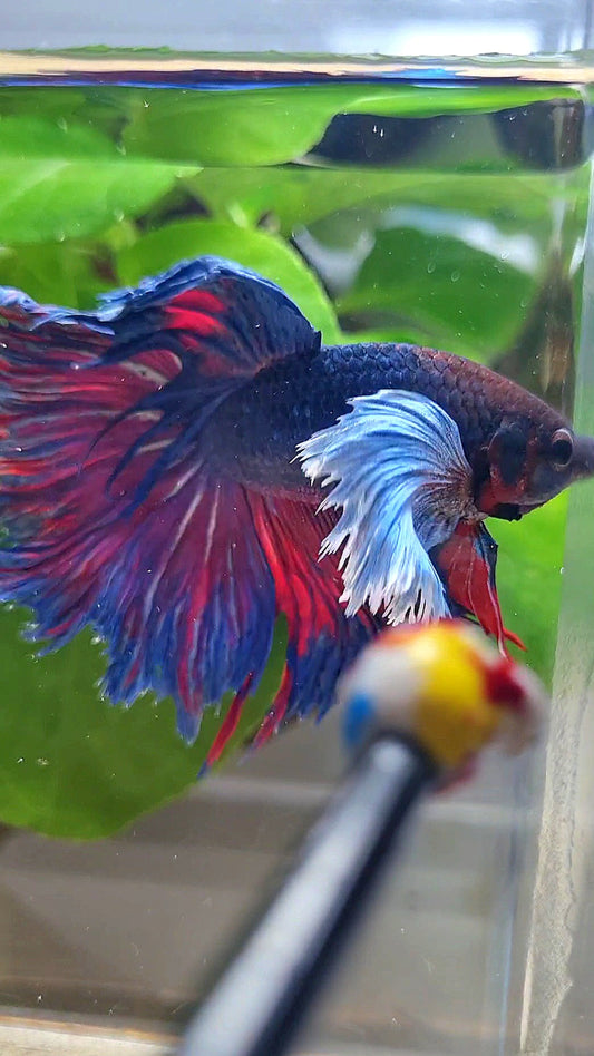 HALFMOON SUPER DUMBO EAR PURPLE BLUE BETTA FISH