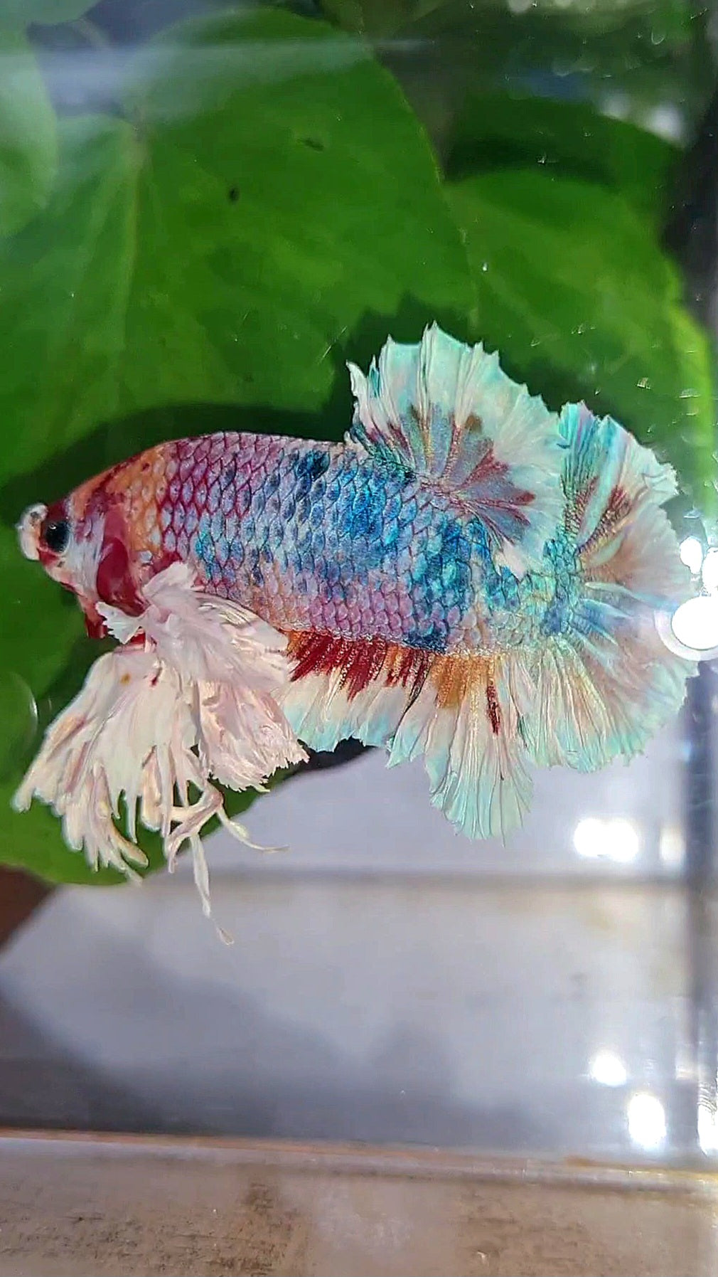 LUXURY KING PLAKAT SUPER ROSE EAR RAINBOW CANDY MULTICOLOR BETTA FISH