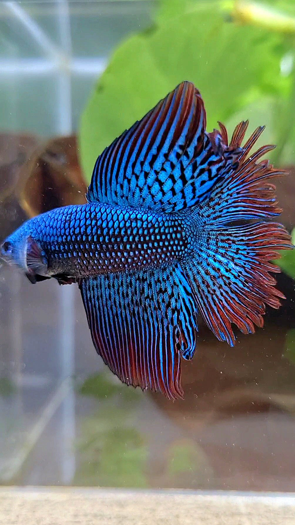 LUXURY HALFMOON DOUBLE TAIL ALIEN GREEN-BLUE HYBRID WILD BETTA FISH
