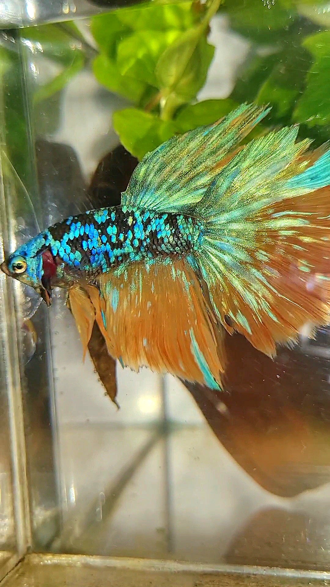 HALFMOON BLACK GALAXY BLUE AVATAR YELLOW BETTA FISH